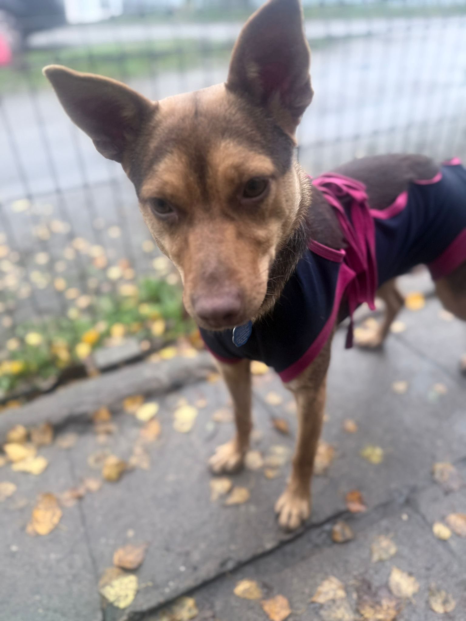 Dodatkowe zdjęcie ogłoszenia Lejsi