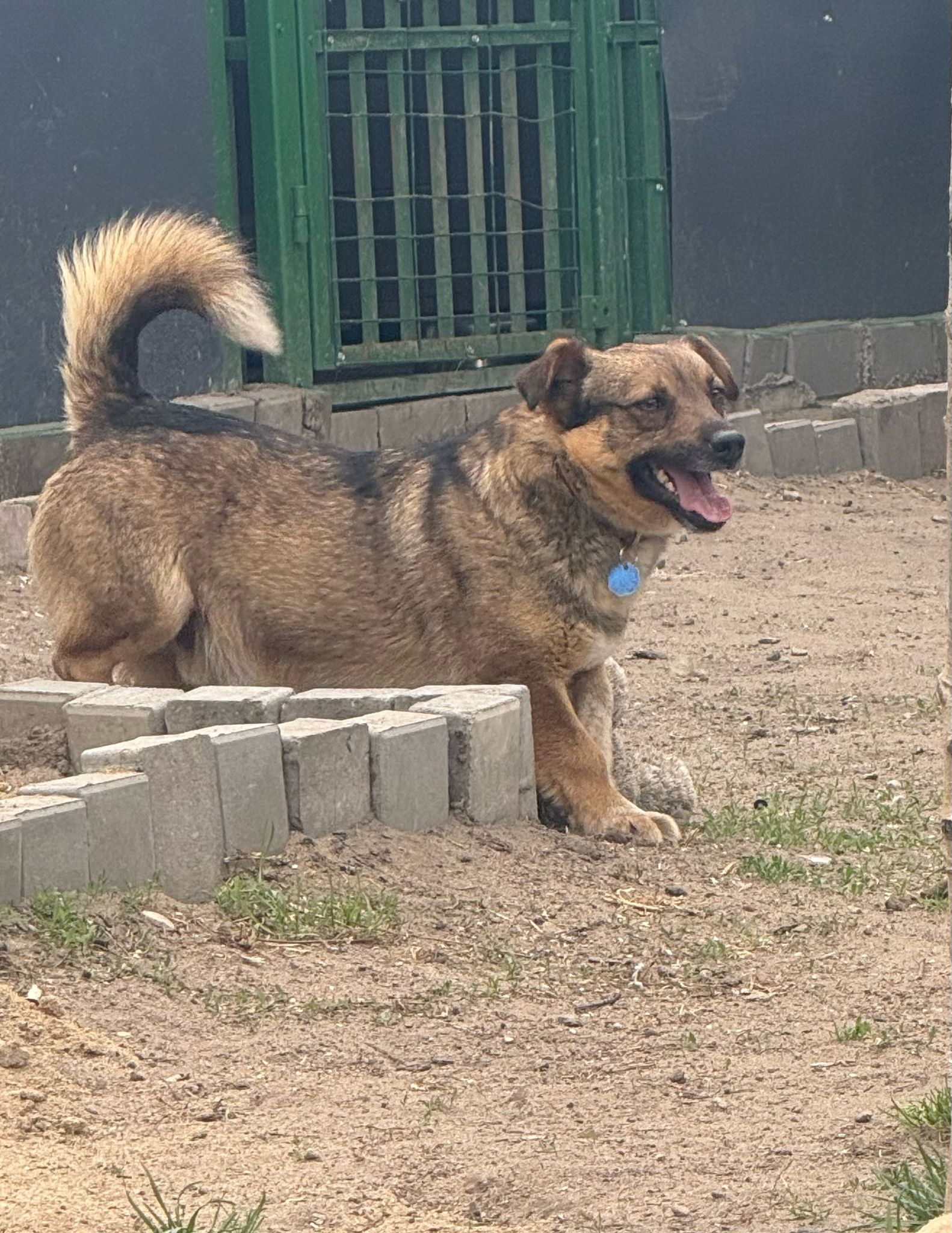 Główne zdjęcia ogłoszenia Majlo