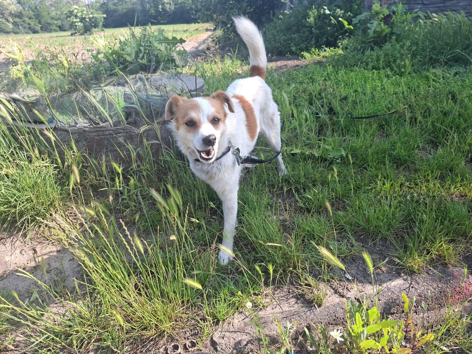 Główne zdjęcia ogłoszenia Pikuś