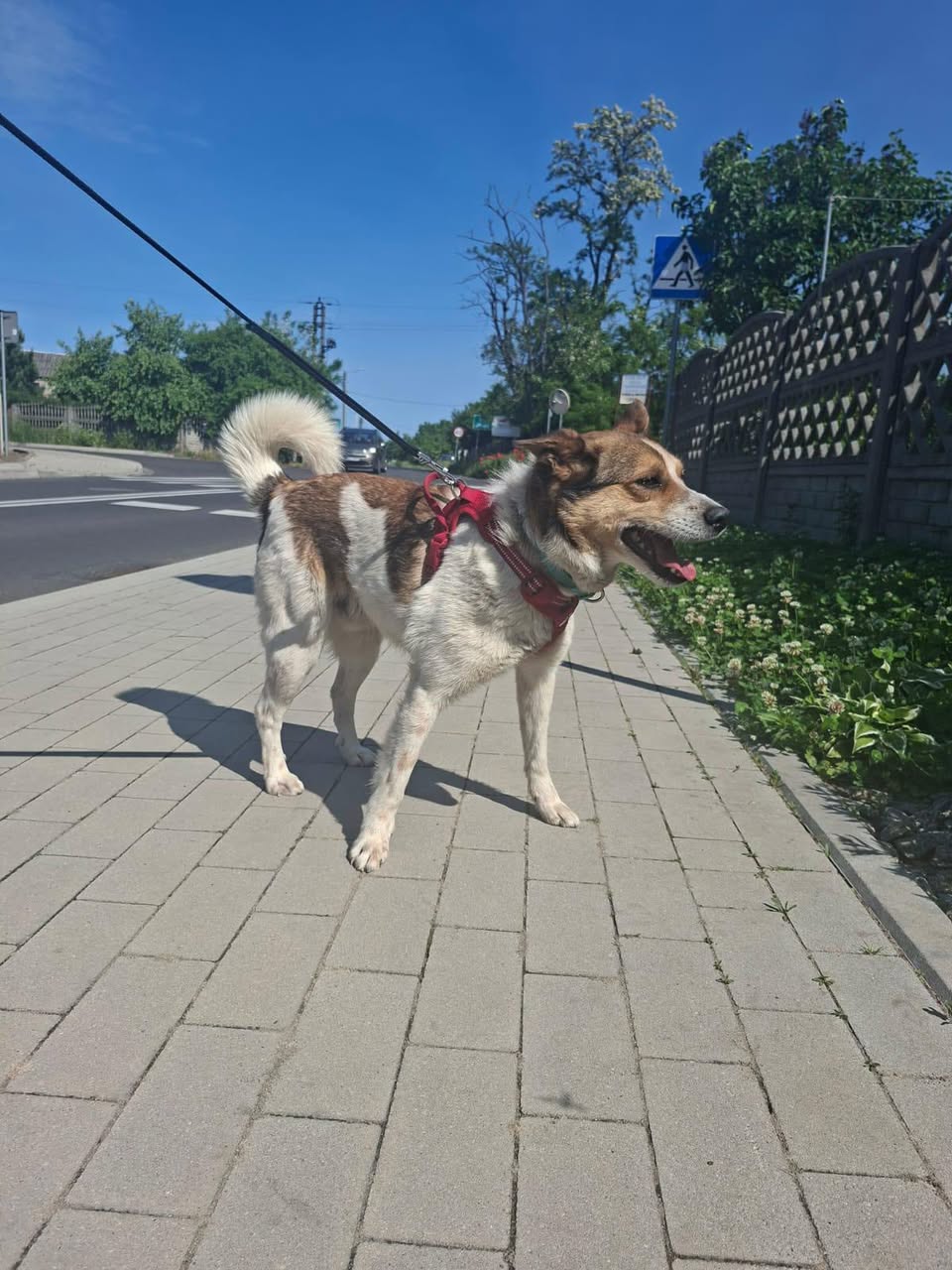 Główne zdjęcia ogłoszenia Snapi