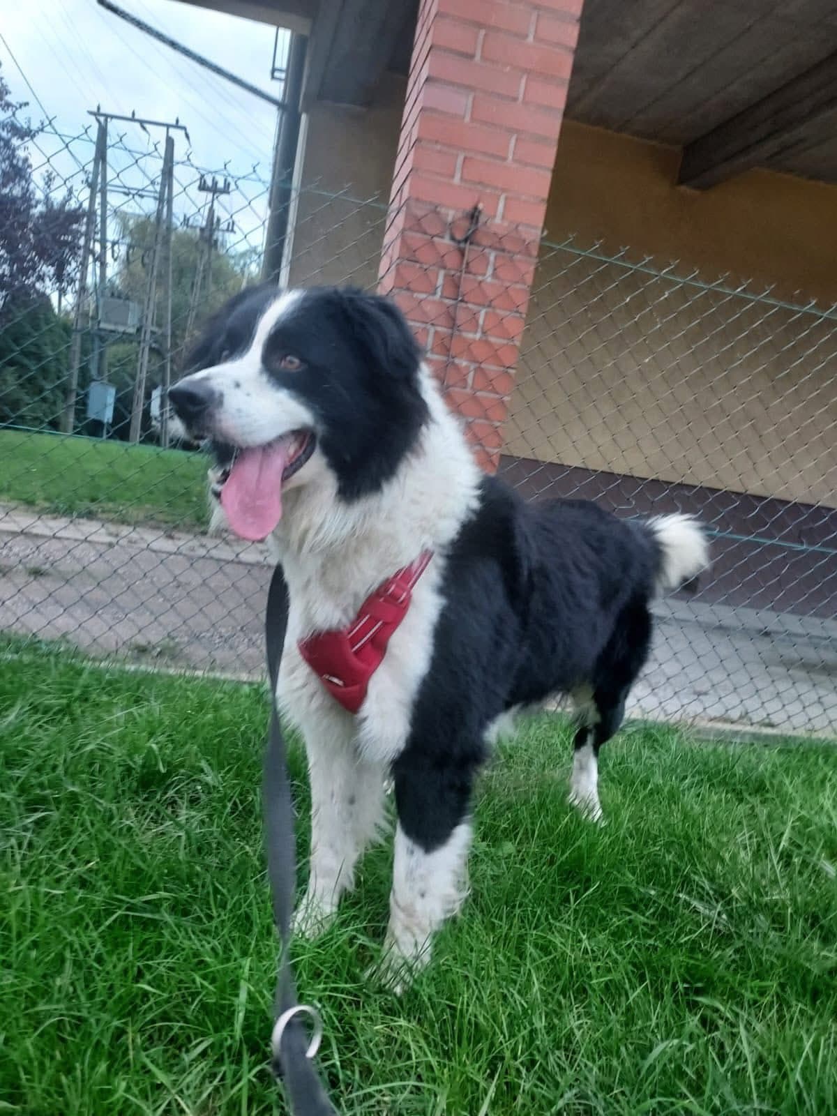 Główne zdjęcie ogłoszenia Oreo