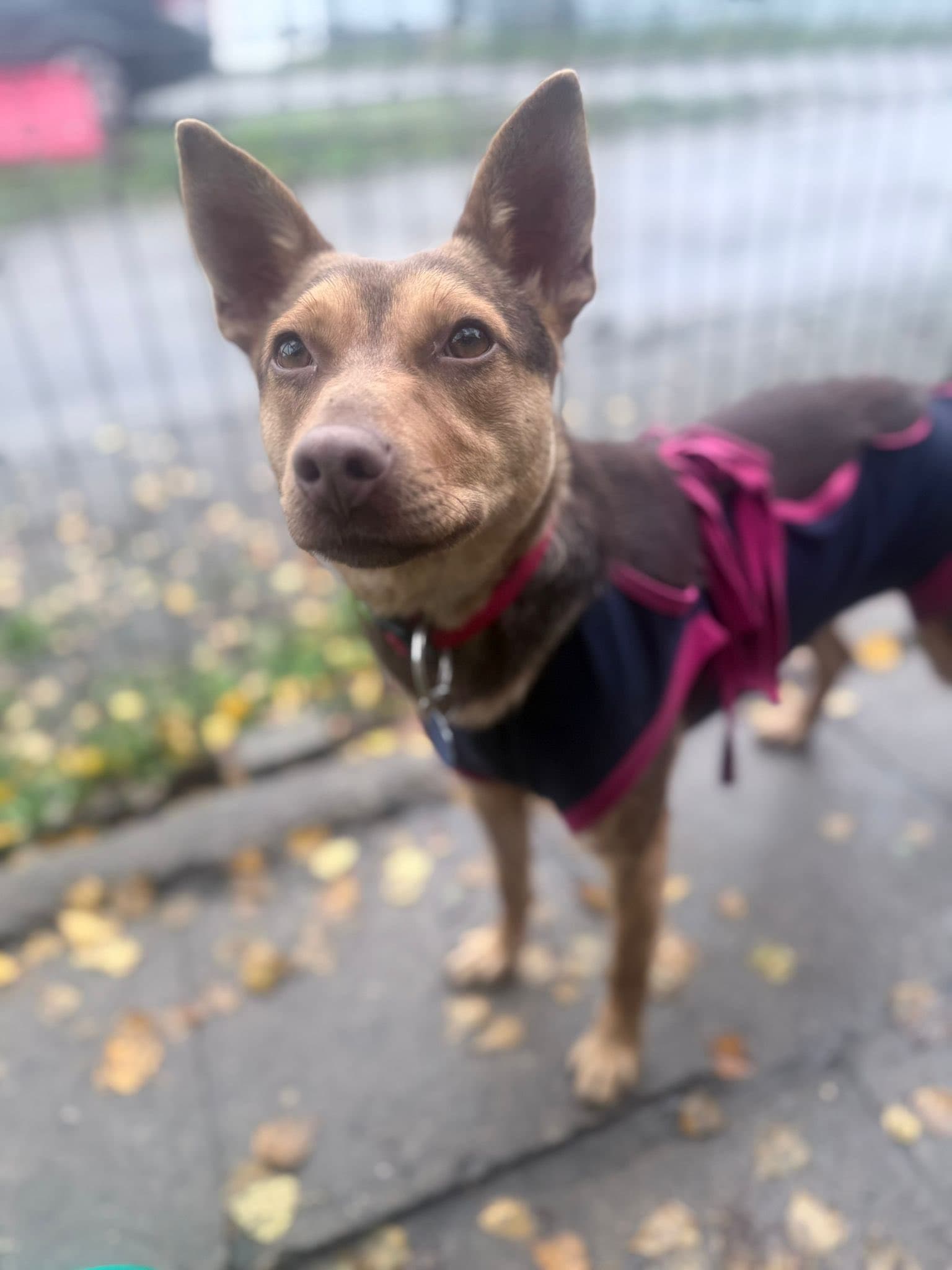 Główne zdjęcie ogłoszenia Lejsi