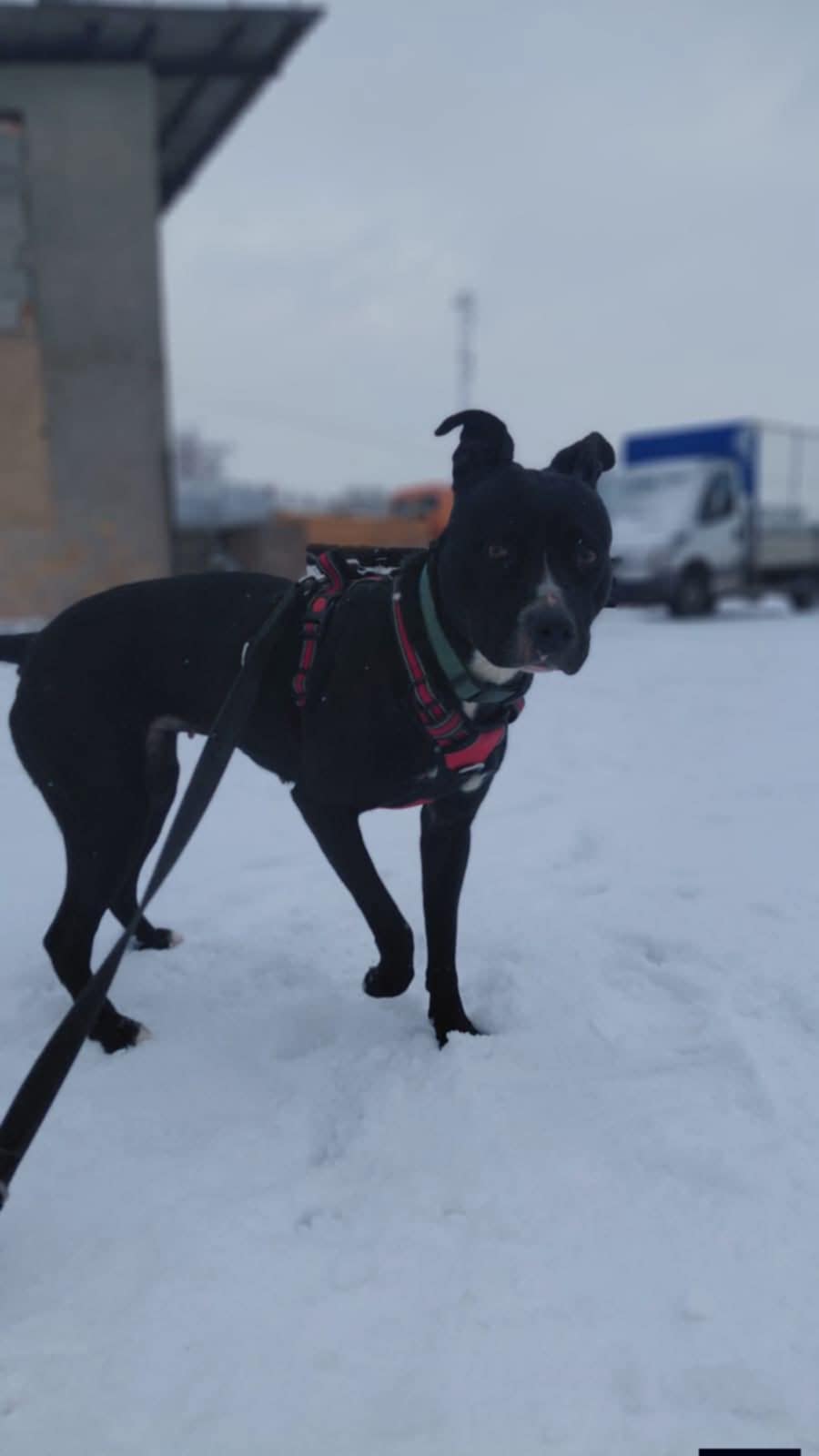 Dodatkowe zdjęcie ogłoszenia Keira