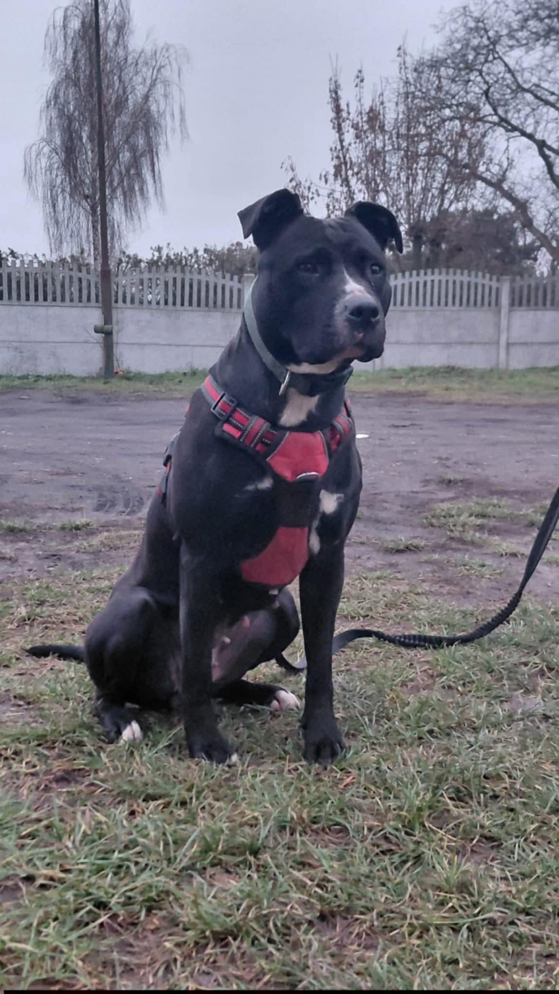 Główne zdjęcia ogłoszenia Keira