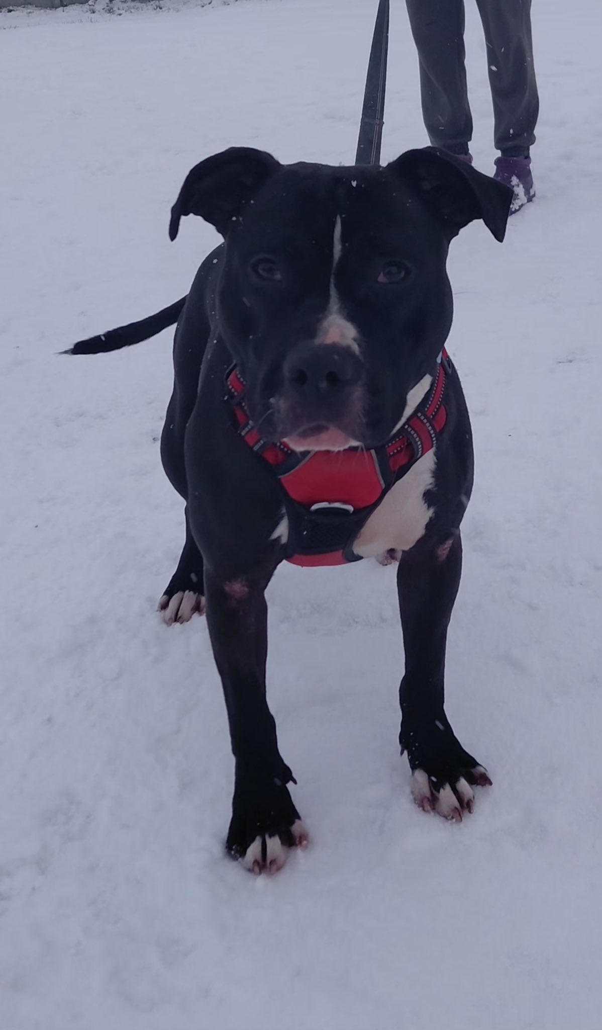 Dodatkowe zdjęcie ogłoszenia Kira