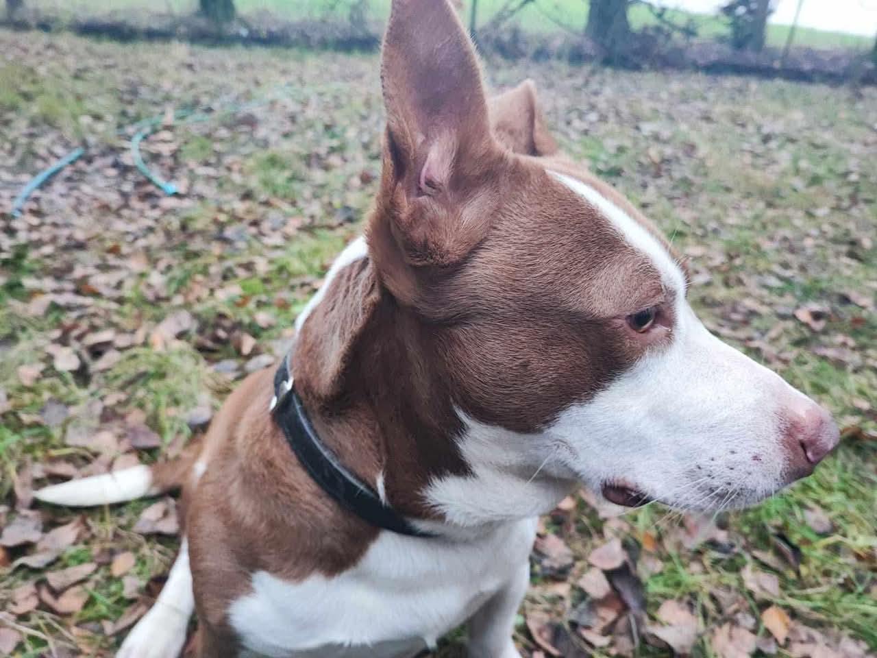 Dodatkowe zdjęcie ogłoszenia Axel