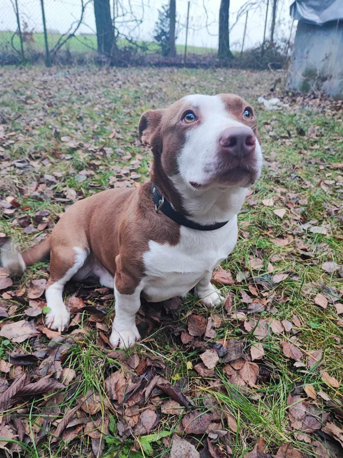 Dodatkowe zdjęcie ogłoszenia Axel