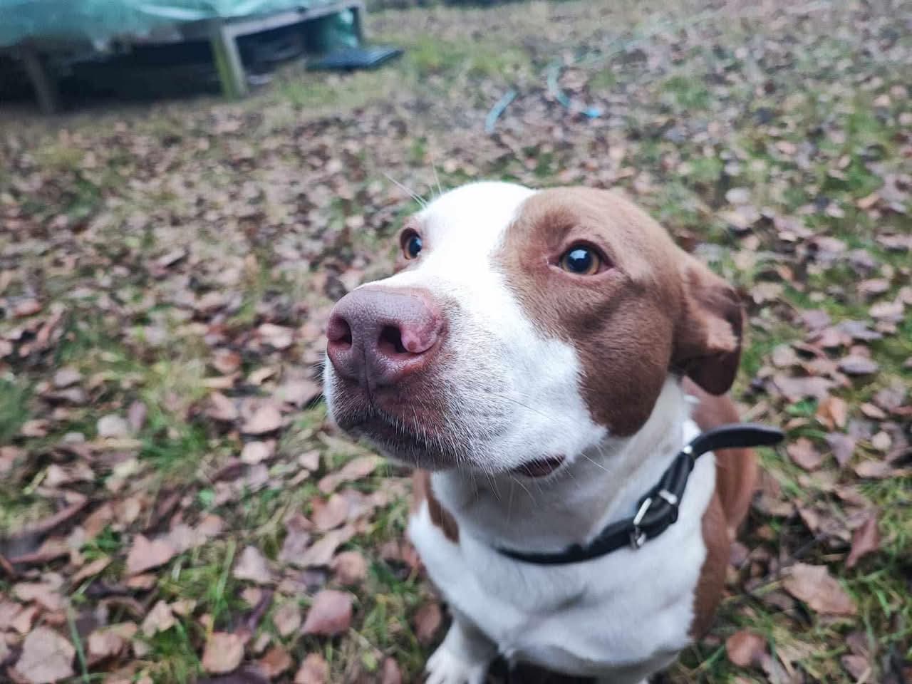 Główne zdjęcia ogłoszenia Axel