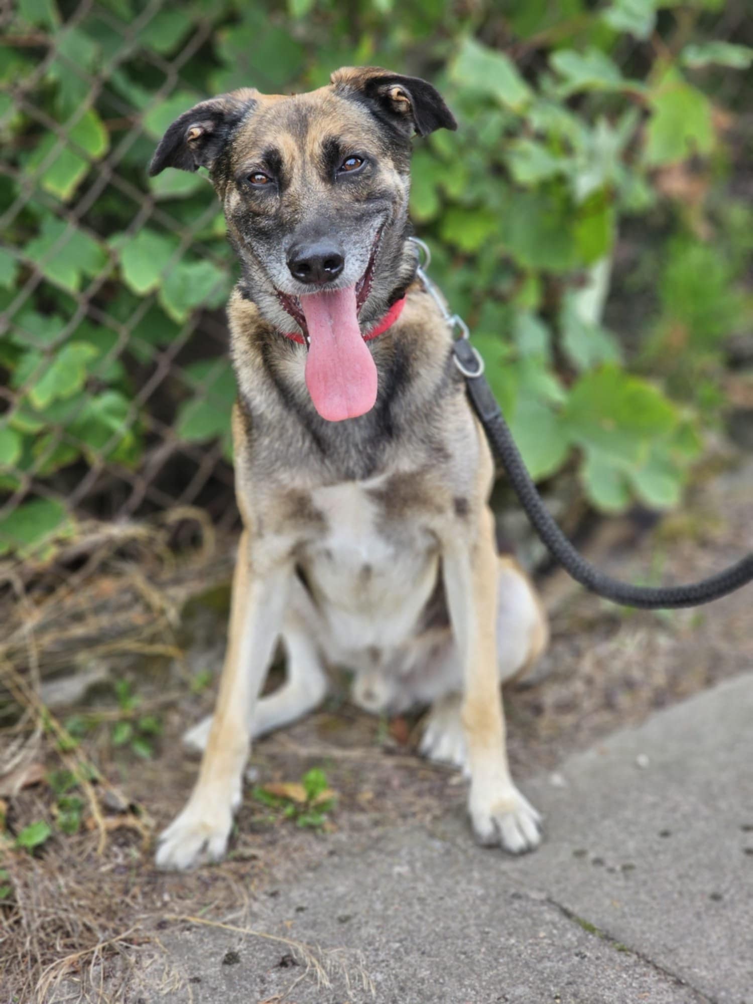 Główne zdjęcia ogłoszenia Borys