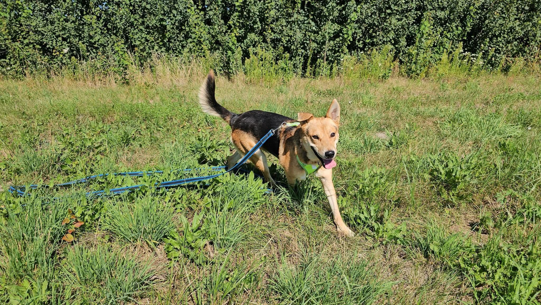 Główne zdjęcie ogłoszenia Scooby