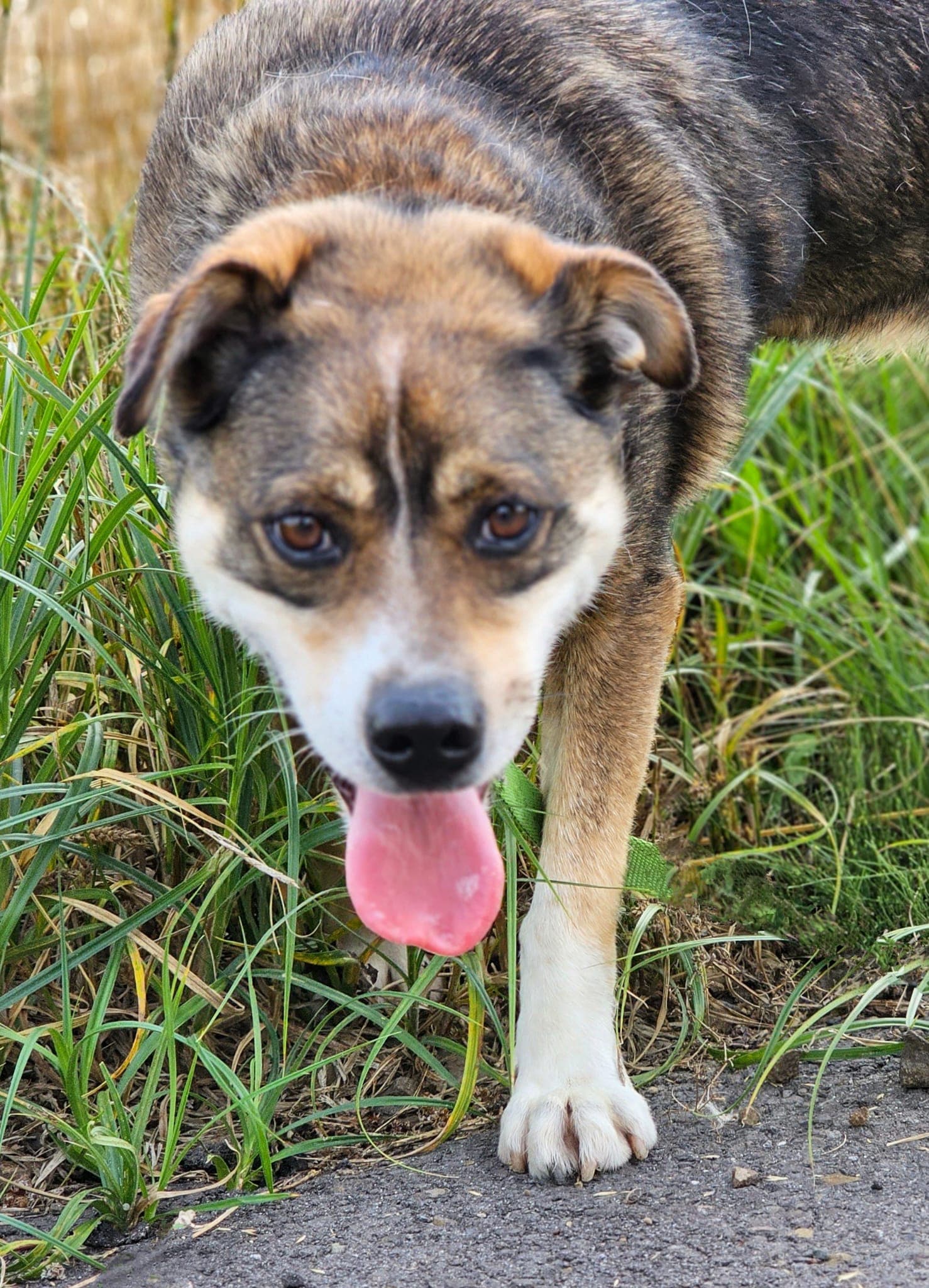 Główne zdjęcie ogłoszenia Rex