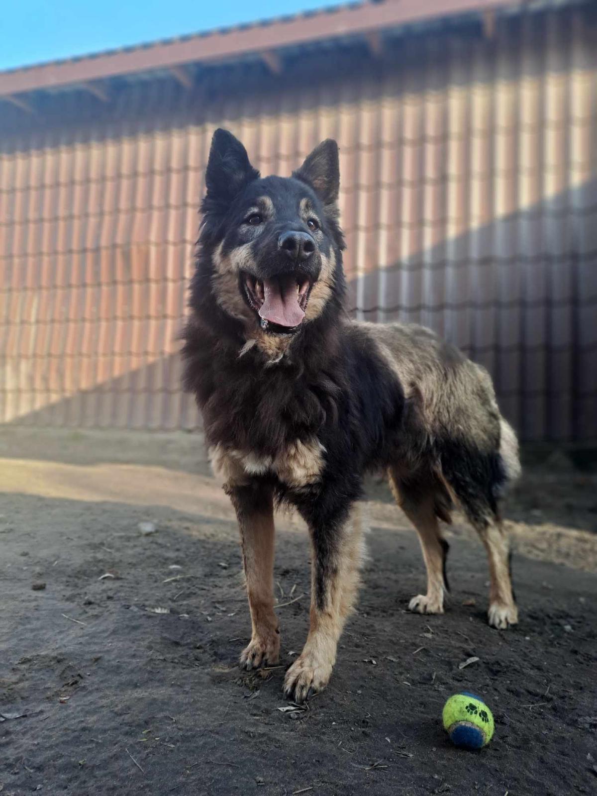 Główne zdjęcia ogłoszenia Tymek