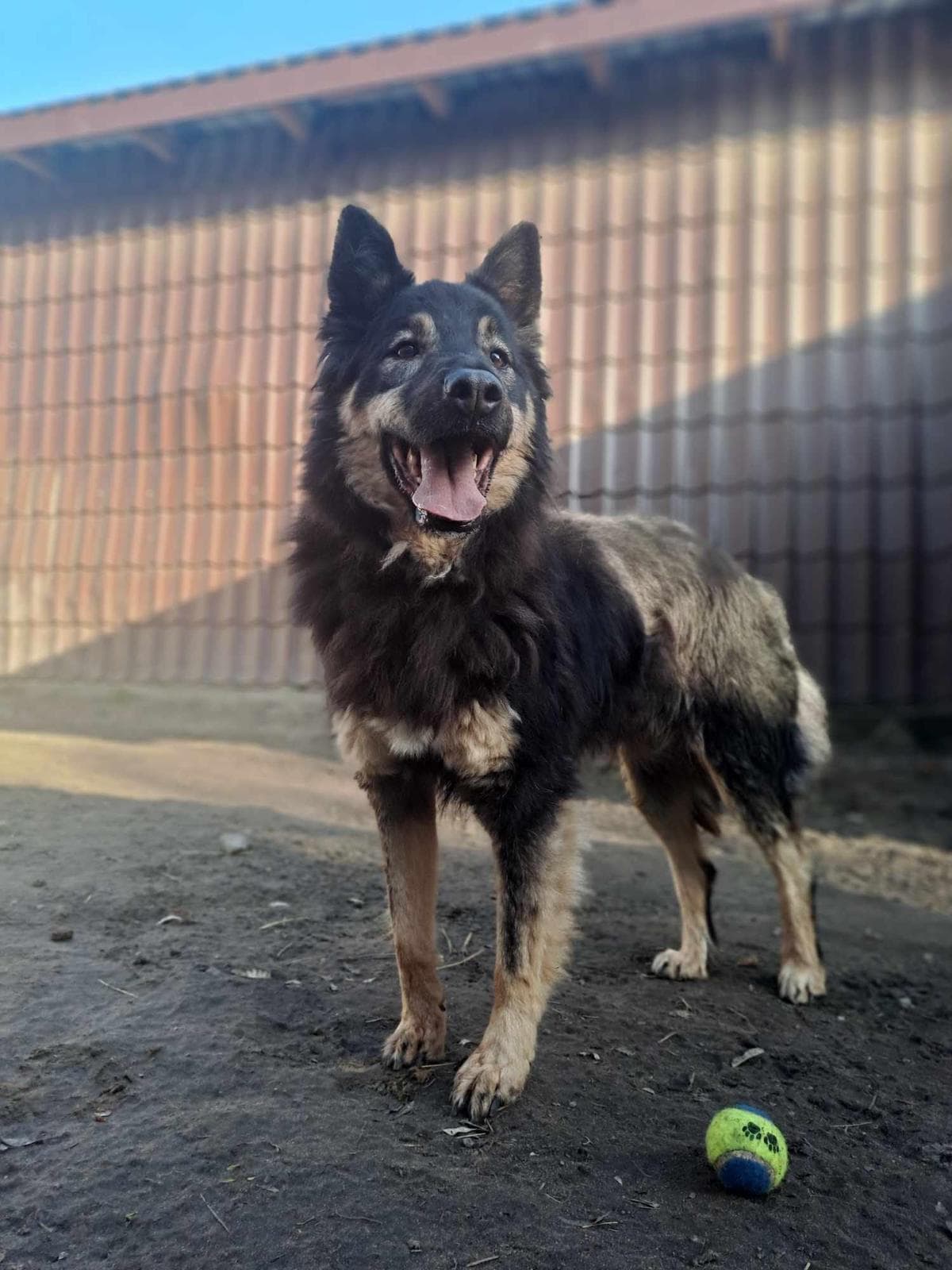 Główne zdjęcie ogłoszenia Tymek