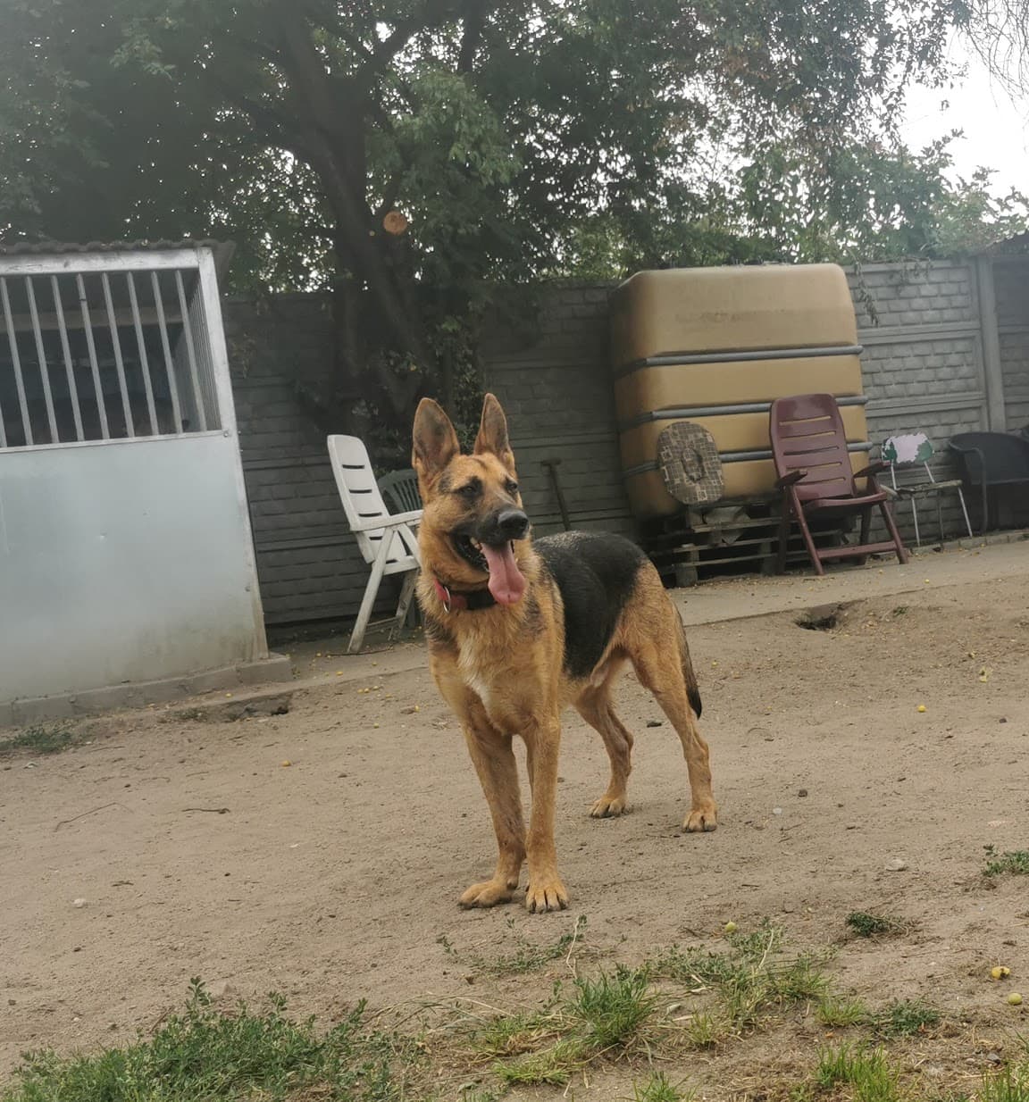 Główne zdjęcie ogłoszenia Drakon