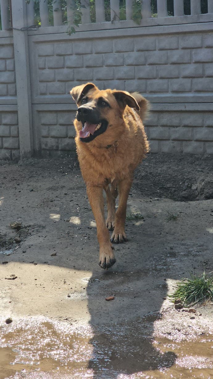 Główne zdjęcie ogłoszenia Bella