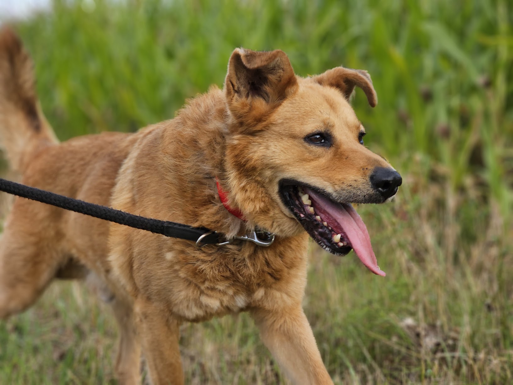 Główne zdjęcia ogłoszenia Marley