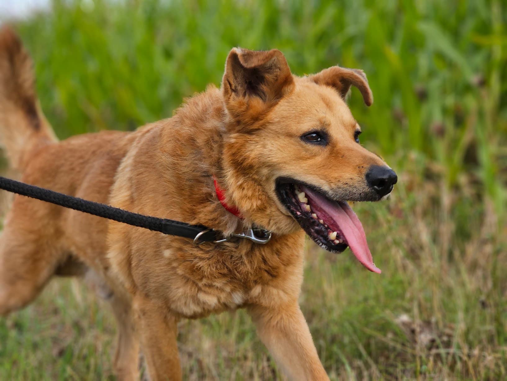 Główne zdjęcie ogłoszenia Marley