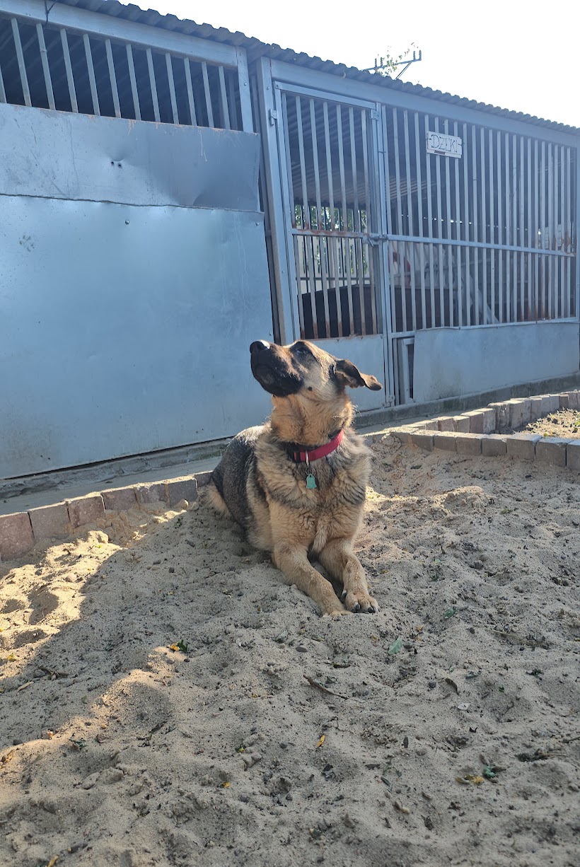 Dodatkowe zdjęcie ogłoszenia Tori