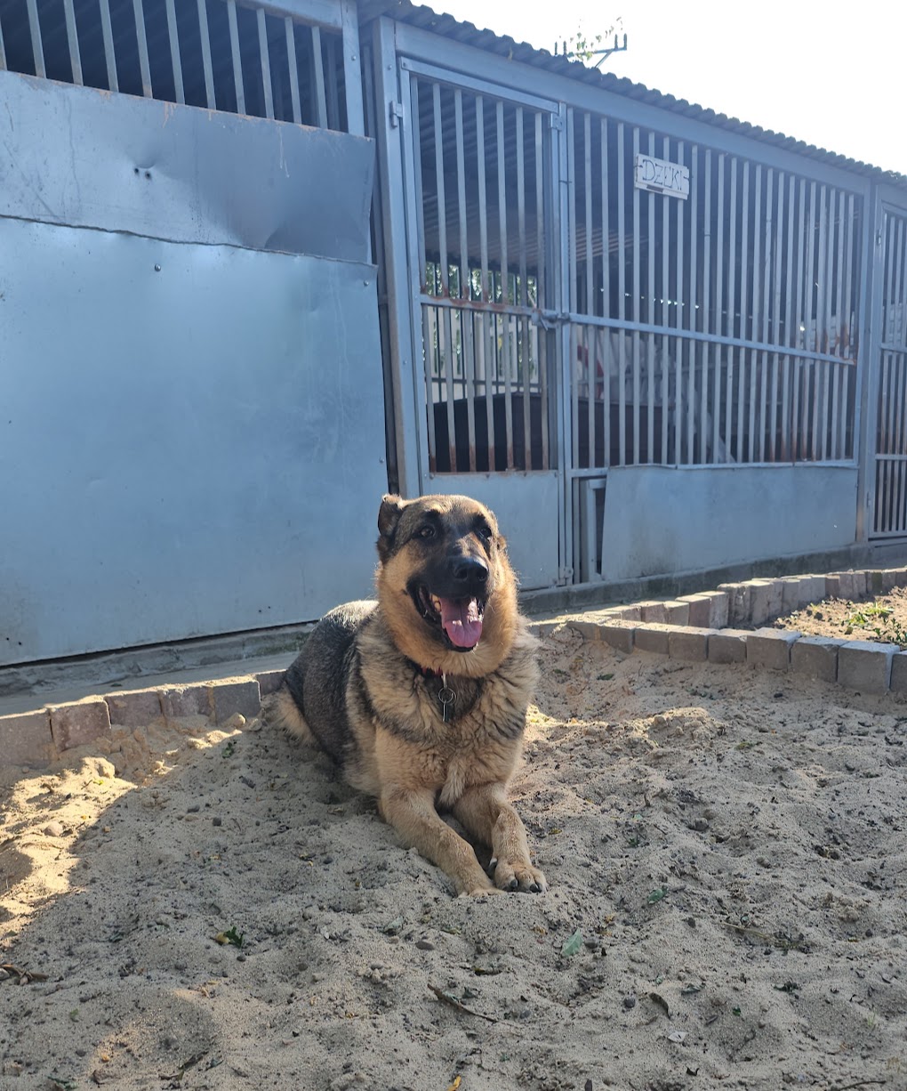 Główne zdjęcia ogłoszenia Tori