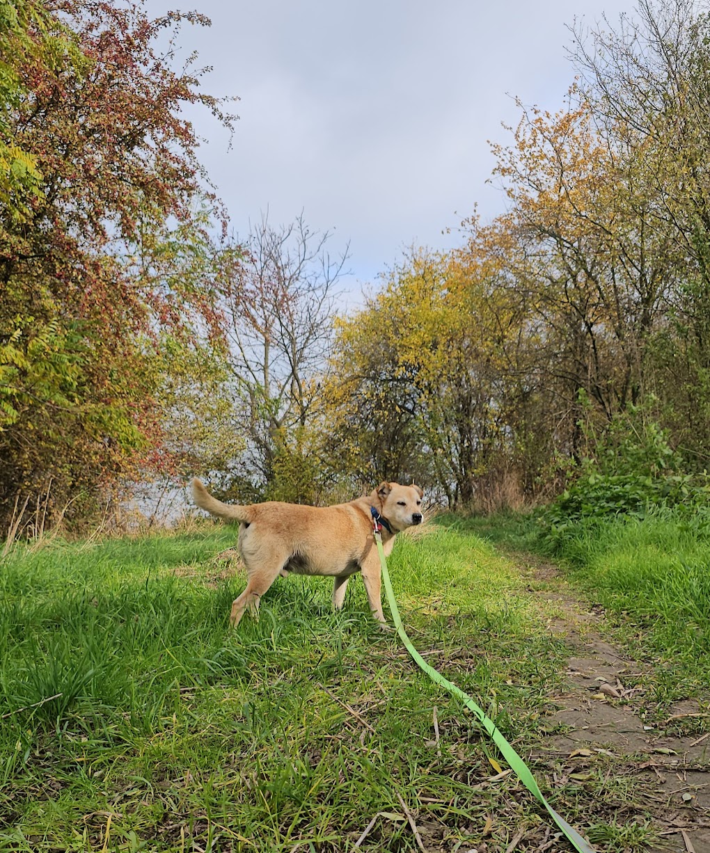 Dodatkowe zdjęcie ogłoszenia Chevi
