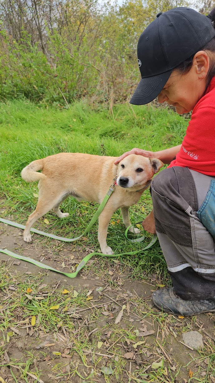 Dodatkowe zdjęcie ogłoszenia Chevi