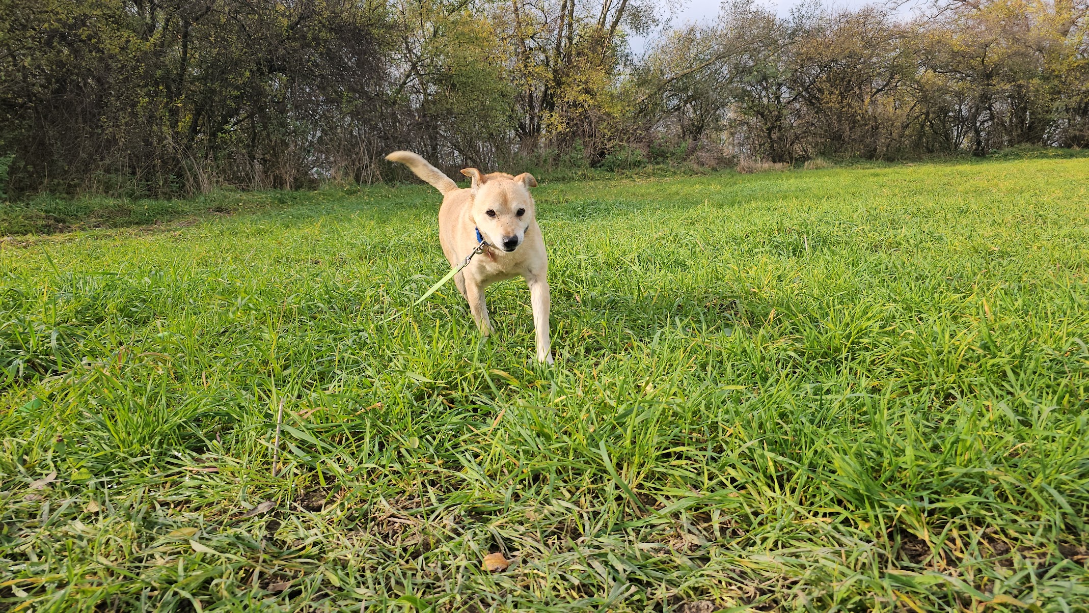 Dodatkowe zdjęcie ogłoszenia Chevi