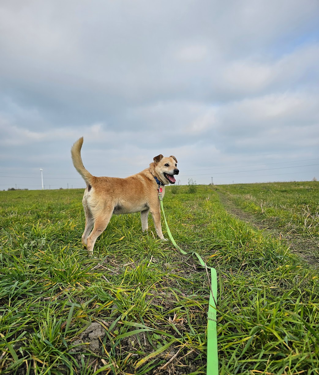 Dodatkowe zdjęcie ogłoszenia Chevi