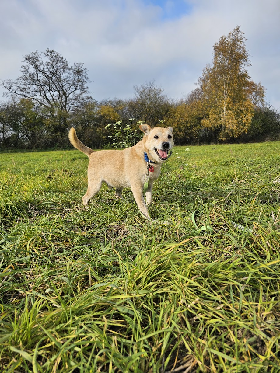 Główne zdjęcia ogłoszenia Chevi