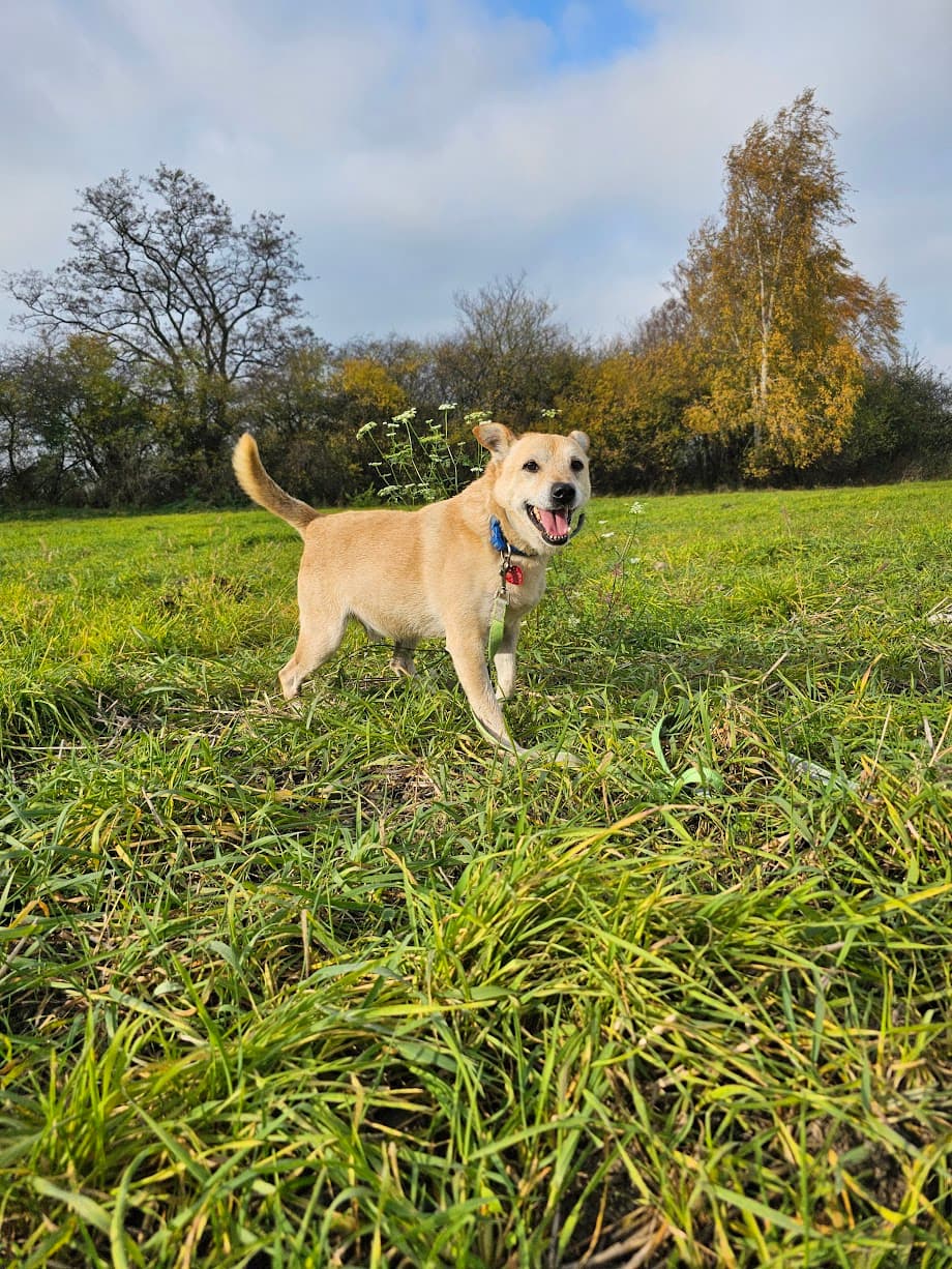Główne zdjęcie ogłoszenia Chevi