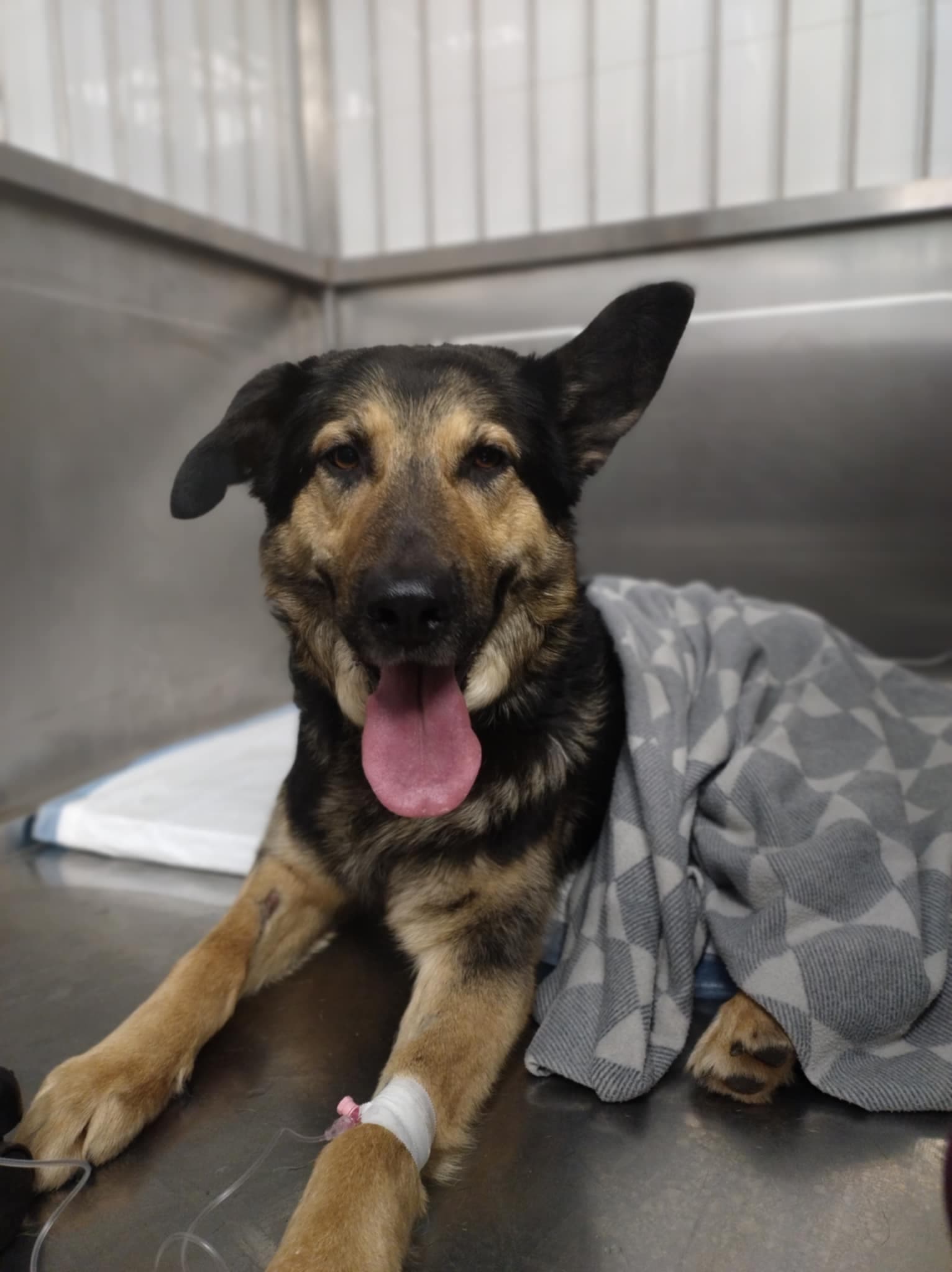 Główne zdjęcie ogłoszenia Niko