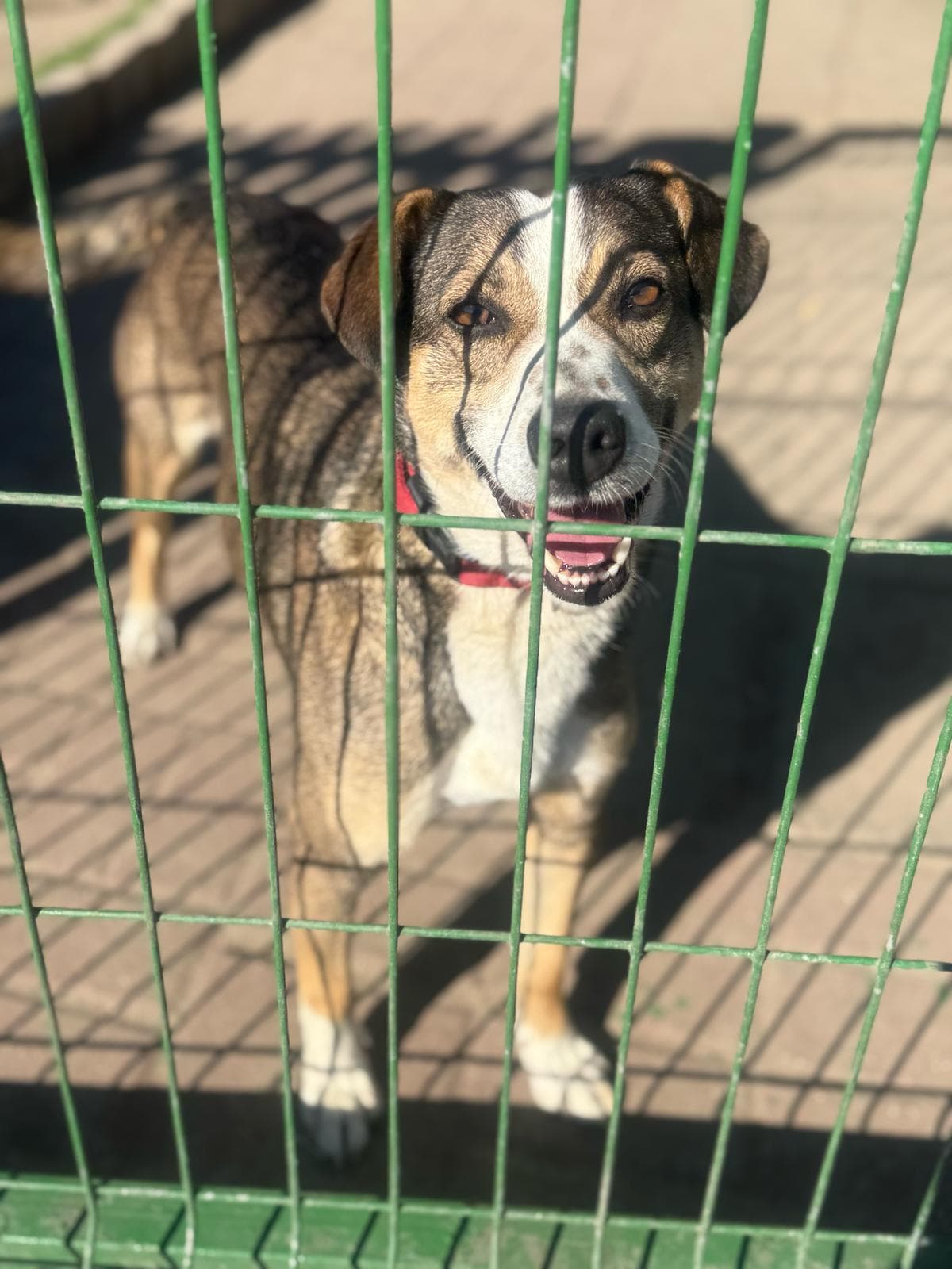 Główne zdjęcie ogłoszenia Batman